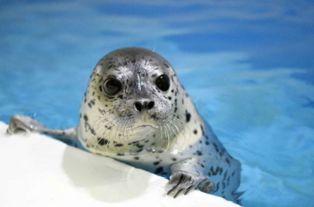 小海豹成人喂养的视频,揭秘人工喂养的温馨瞬间