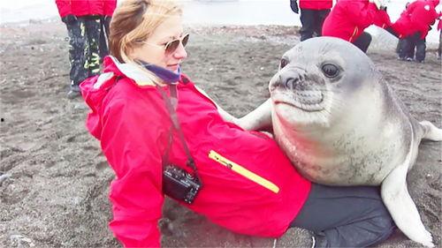 小海豹成人喂养的视频,揭秘人工喂养的温馨瞬间