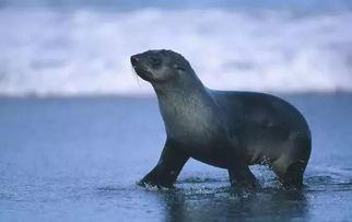 小海豹成人喂养的视频,揭秘人工喂养的温馨瞬间