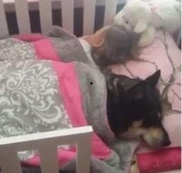 狗化成人形保护主人视频,忠诚守护，感人至深的守护者传奇