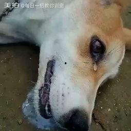 狗化成人形保护主人视频,忠诚守护，感人至深的守护者传奇