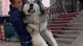 狗化成人形保护主人视频,忠诚守护，感人至深的守护者传奇