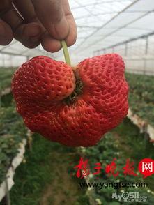 黄色草莓成人版视频,一场禁忌的视觉盛宴