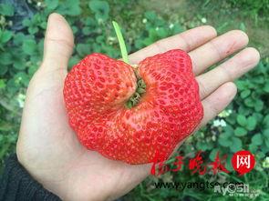 黄色草莓成人版视频,一场禁忌的视觉盛宴