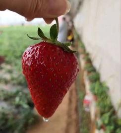 黄色草莓成人版视频,一场禁忌的视觉盛宴