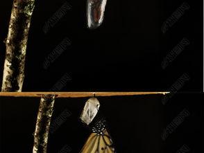 蝴蝶变成人了视频播放,蝴蝶人奇幻之旅