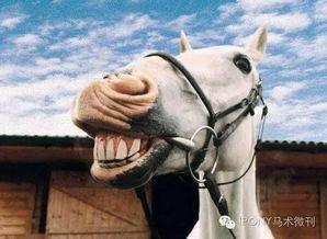 马儿变成人类恶搞视频,穿越时空的奇幻变身之旅