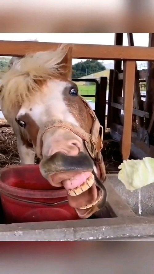 马儿变成人类恶搞视频,穿越时空的奇幻变身之旅