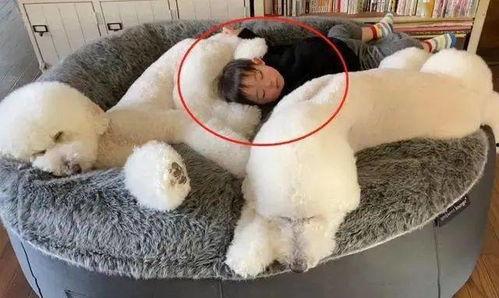 巨型狗窝成人双人视频大全,巨型狗窝双人视频精选集 第1张 巨型狗窝成人双人视频大全,巨型狗窝双人视频精选集 第1张