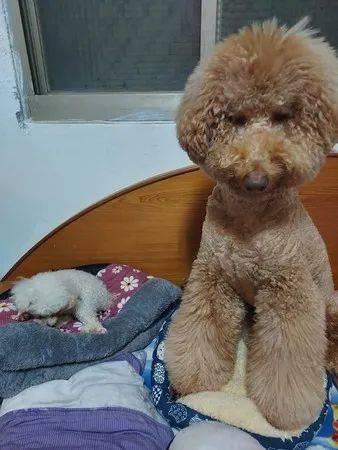 巨型狗窝成人双人视频大全,巨型狗窝双人视频精选集 第2张 巨型狗窝成人双人视频大全,巨型狗窝双人视频精选集 第2张