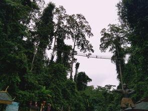 成人树冠走廊图片欣赏视频,成人视角下的自然奇观赏析  第1张