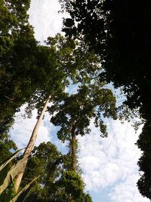 成人树冠走廊图片欣赏视频,成人视角下的自然奇观赏析  第2张