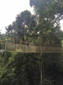 成人树冠走廊图片欣赏视频,成人视角下的自然奇观赏析  第3张