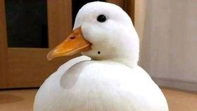 鸭子变成人类动漫视频,跨越物种的奇幻之旅