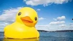 鸭子变成人类动漫视频,跨越物种的奇幻之旅  第3张