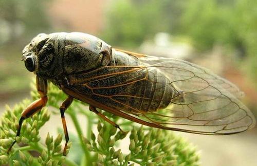 昆虫变成人类视频下载  第1张