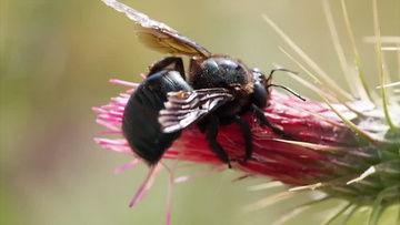 昆虫变成人类视频下载  第2张